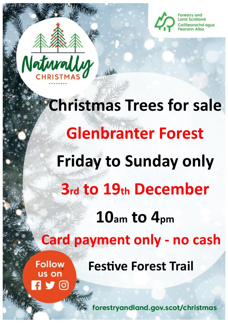 Christmas Trees @ Glenbranter